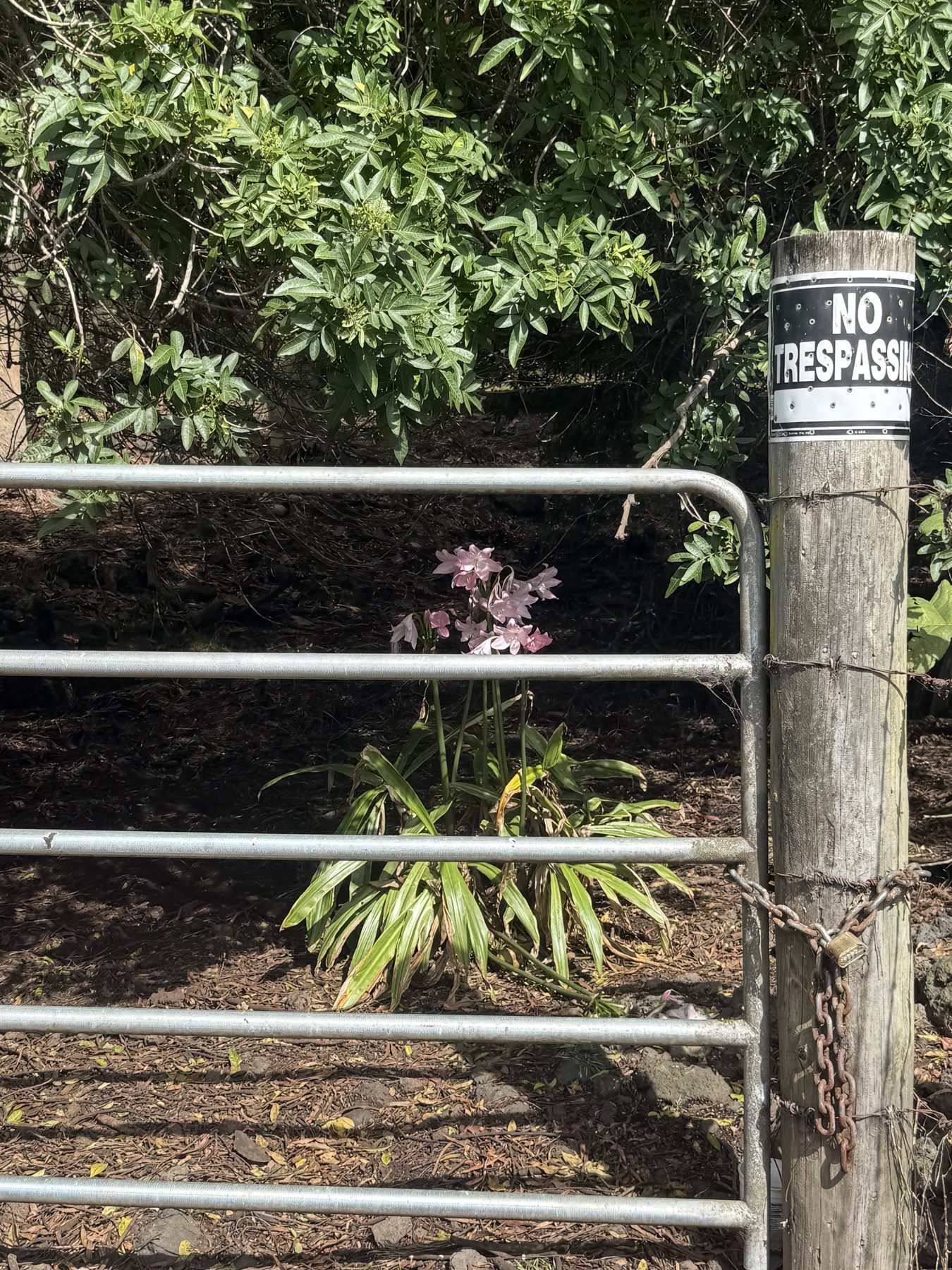 A pink amaryllis blooming through a metal gate, with a No Trespassing sign on the fence post beside it.