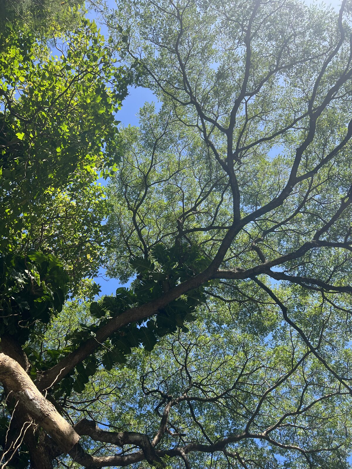 Nature photo